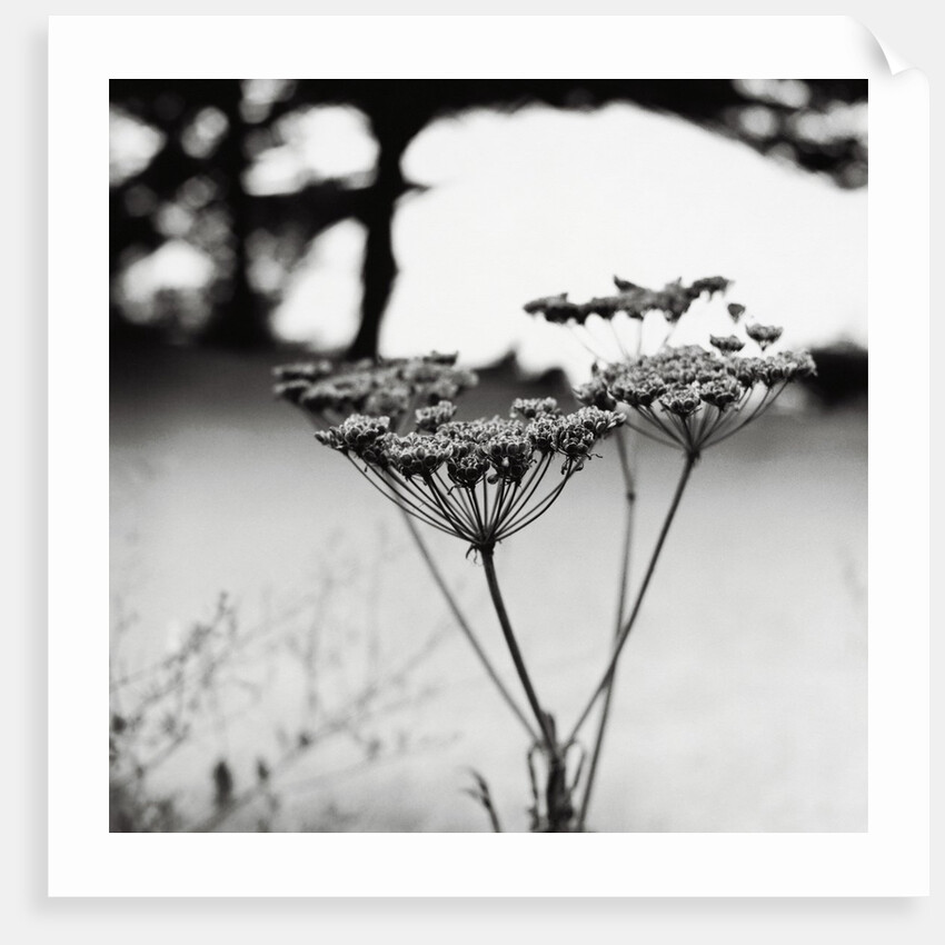 Queen Anne's Lace Flower by Anonymous