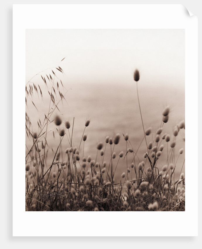 Grasses by the Ocean by Anonymous