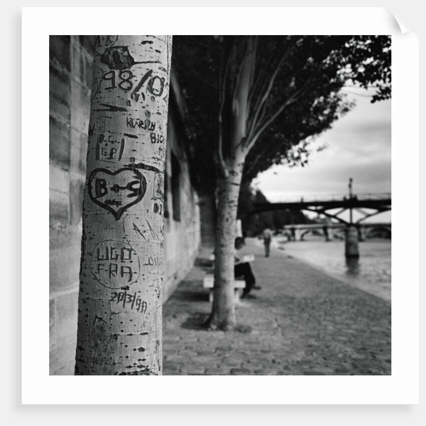 Graffiti on Tree Trunk by Anonymous