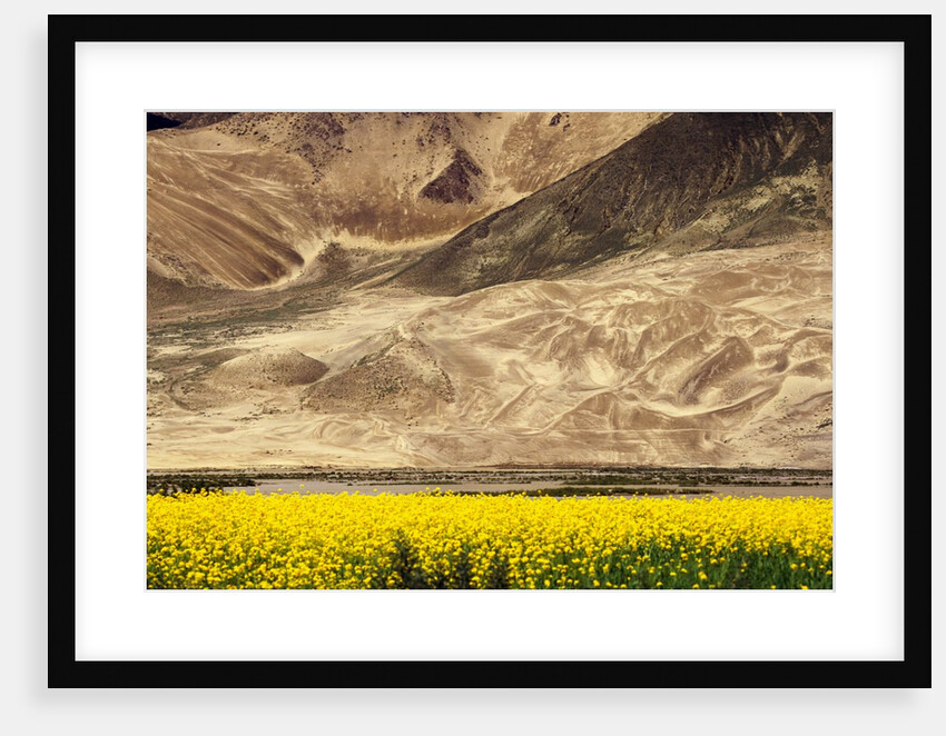 Oilseed Rape Plants Blooming at Foot of Mountain by Anonymous