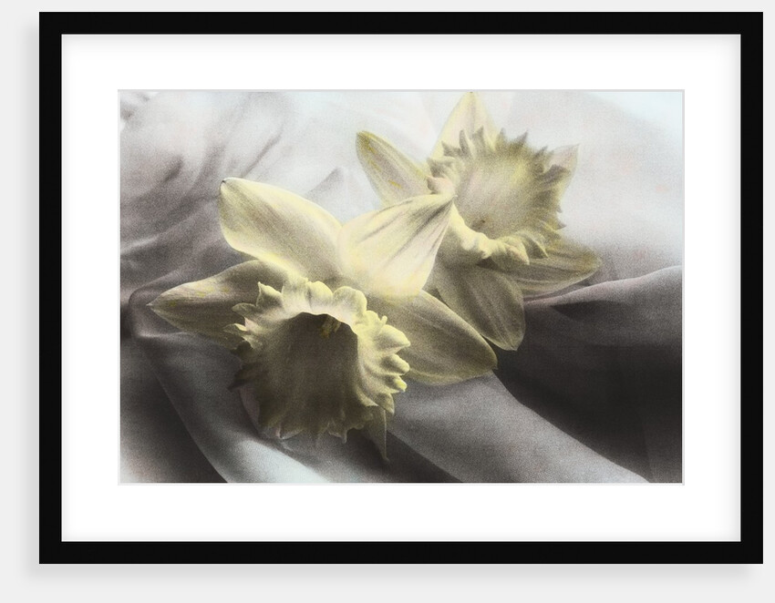 Daffodils by Kim Koza