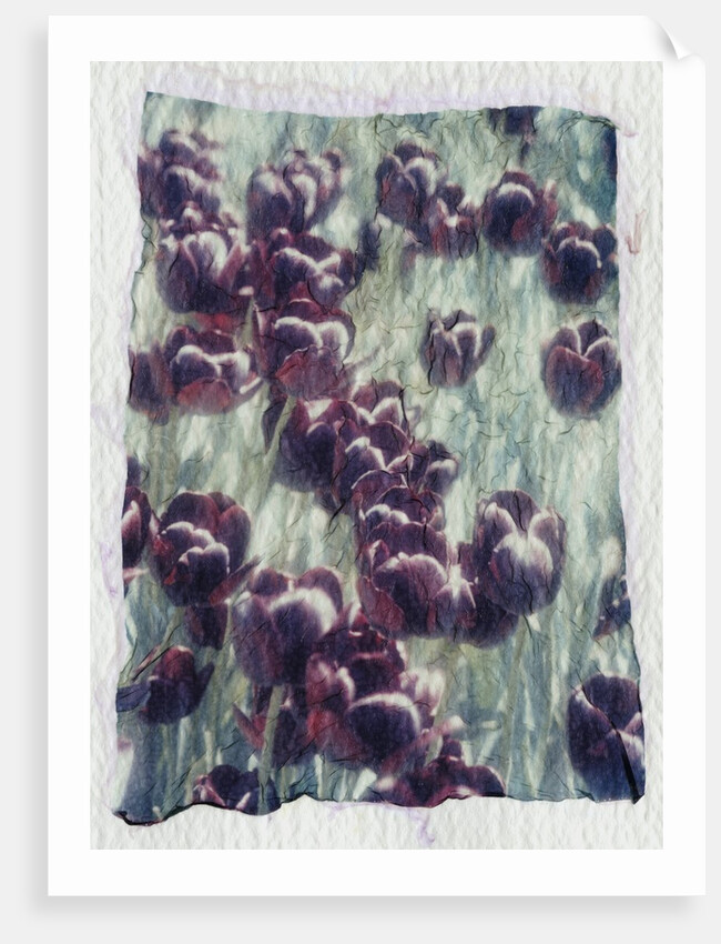 Purple Tulips by Kim Koza