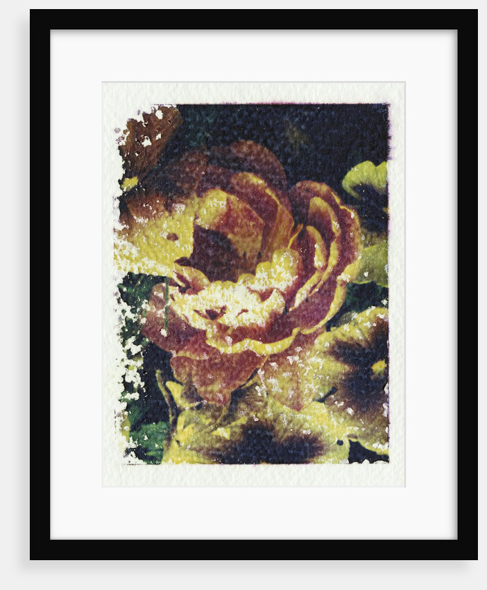 Monet's Flower by Kim Koza