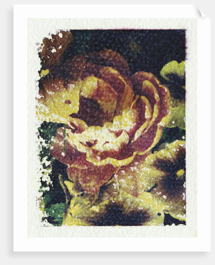 Monet's Flower by Kim Koza