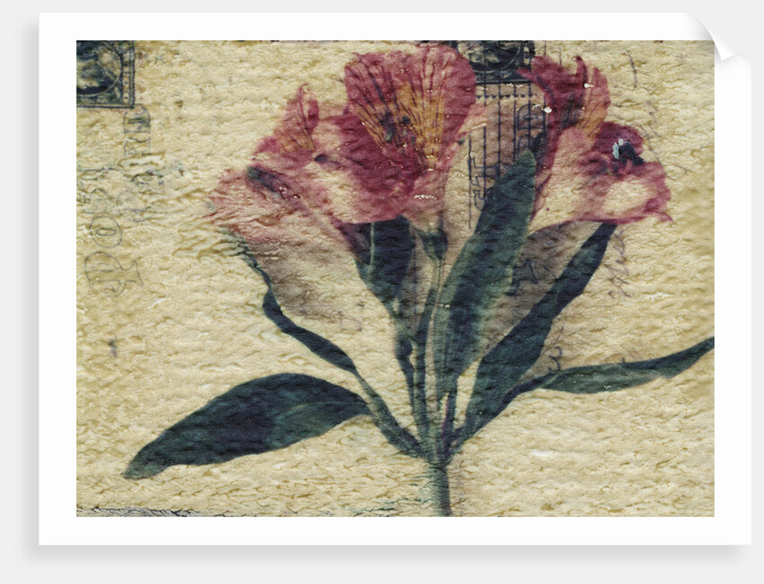 Stamp and Flower by Kim Koza