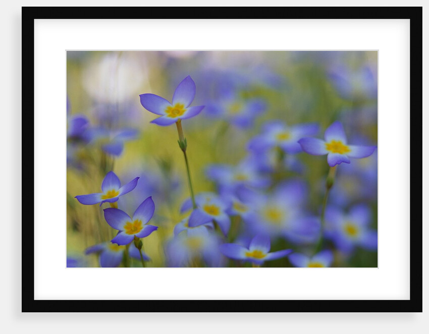 Bluets Close-Up by Anonymous