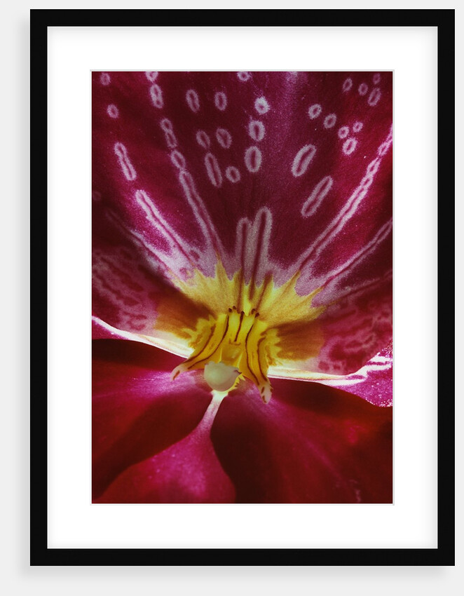 Close-up of an Orchid by Anonymous