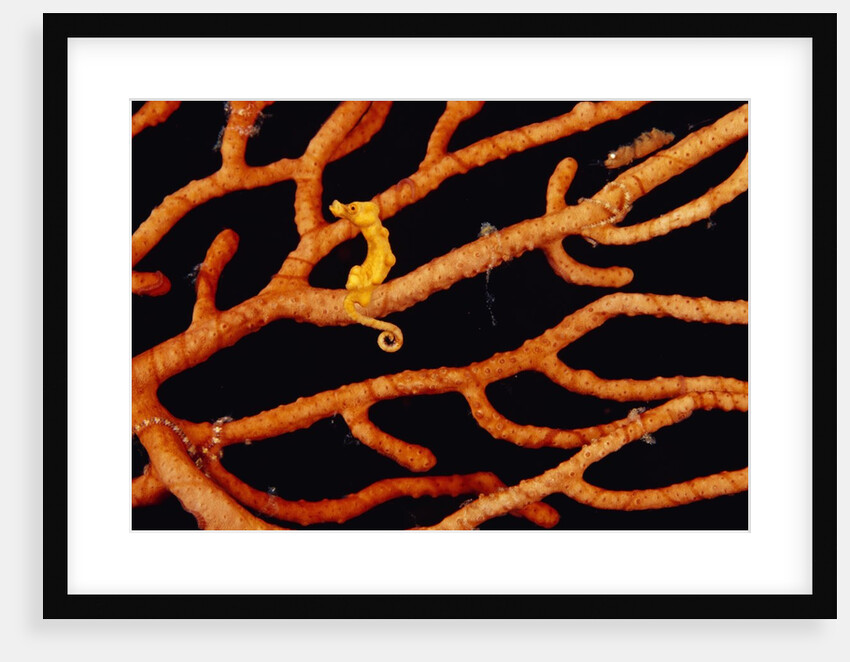 Pygmy Sea Horse with Coral by Anonymous