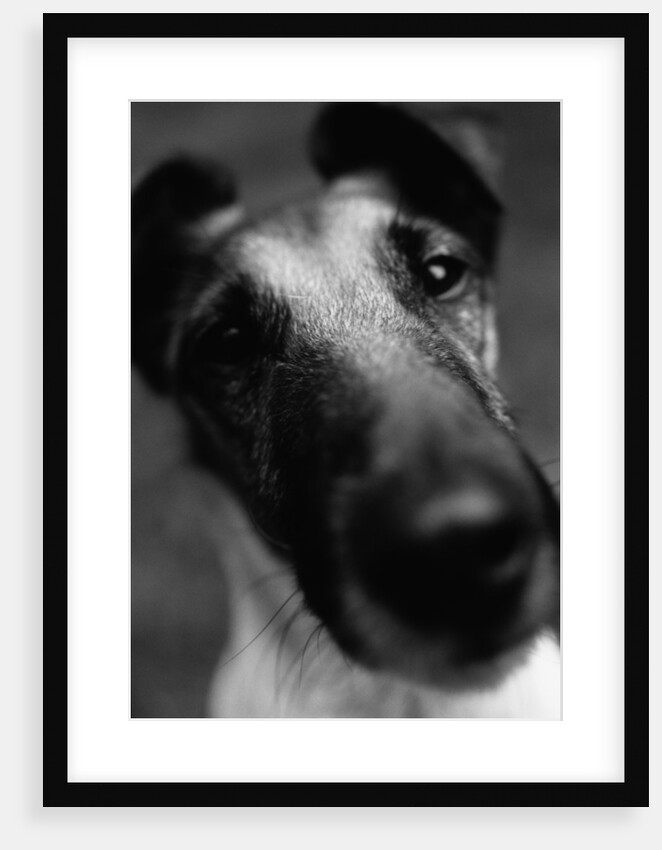 Smooth Fox Terrier by Anonymous