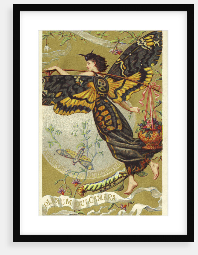 Atropos Acherontia, Solanum Dulcamara, eau des Carmes Boyer Perfume Victorian Trade Card by Anonymous
