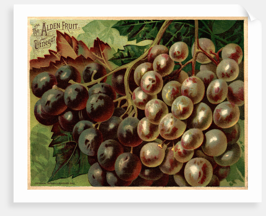 Alden Fruit Vinegar, Grapes Postcard Advertisement by Anonymous