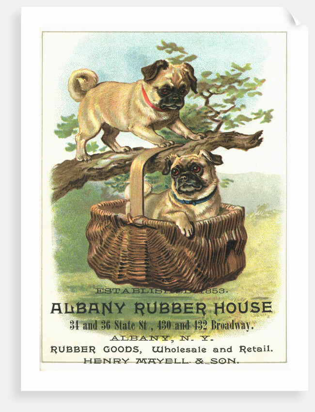 Albany Rubber House Advertisement by Anonymous