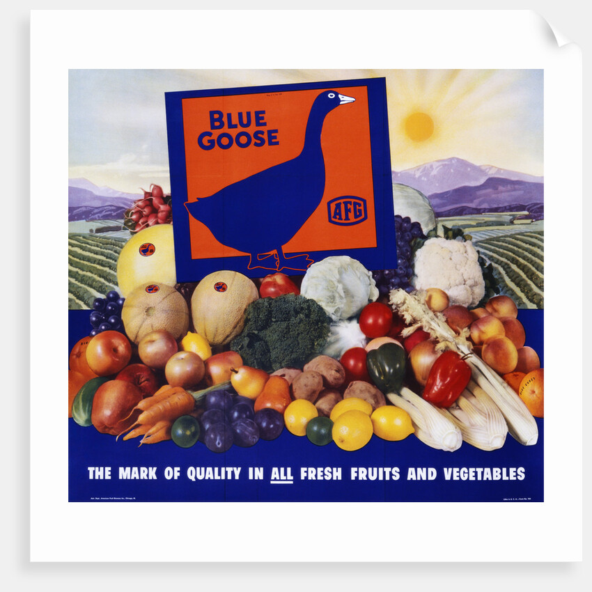 Blue Goose Poster by Anonymous