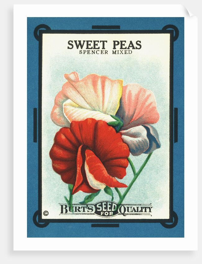 Sweet Peas Spencer Mixed Flower Seeds Package Label by Anonymous