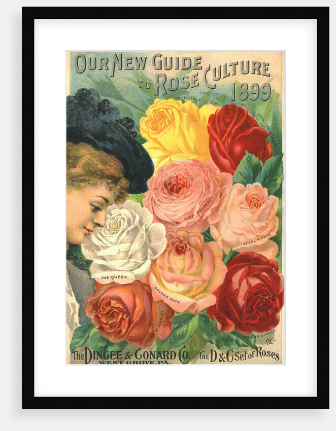 Our New Guide to Rose Culture, 1899 Catalog Cover for The Dingee & Conard Co. by Anonymous