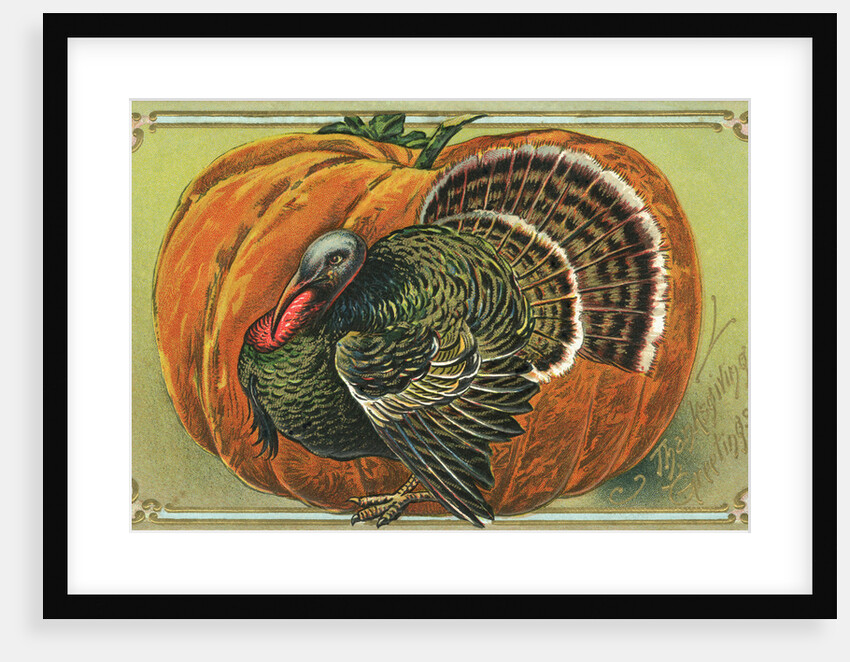 Thanksgiving Greetings Postcard with a Turkey and Pumpkin by Anonymous