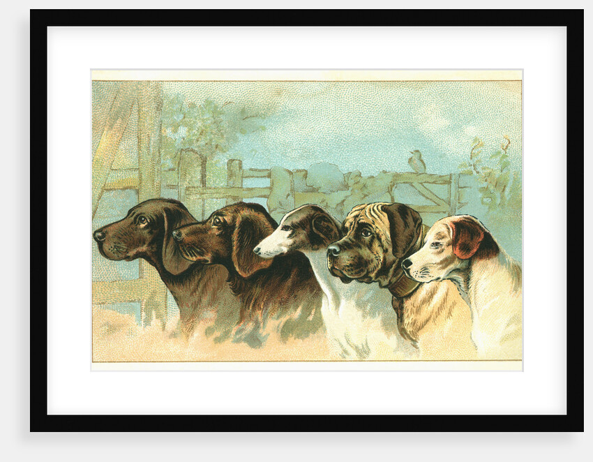 Trade Card with the Profiles of Five Different Dog Breeds by Anonymous