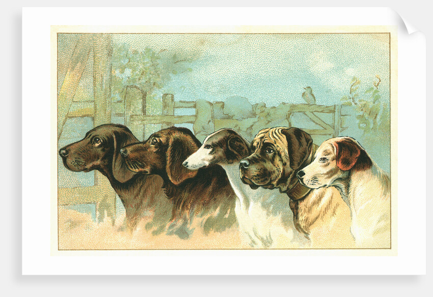 Trade Card with the Profiles of Five Different Dog Breeds by Anonymous