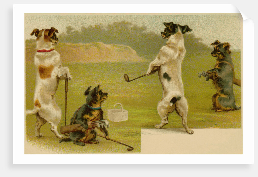 Postcard of Dogs Golfing by Anonymous