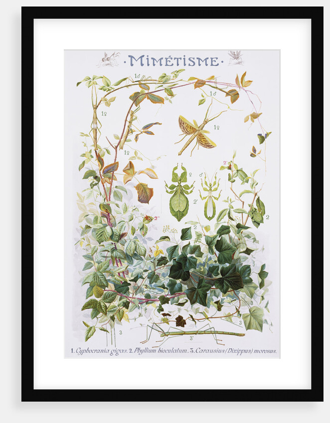 Mimetisme Educational Poster by P. Mery