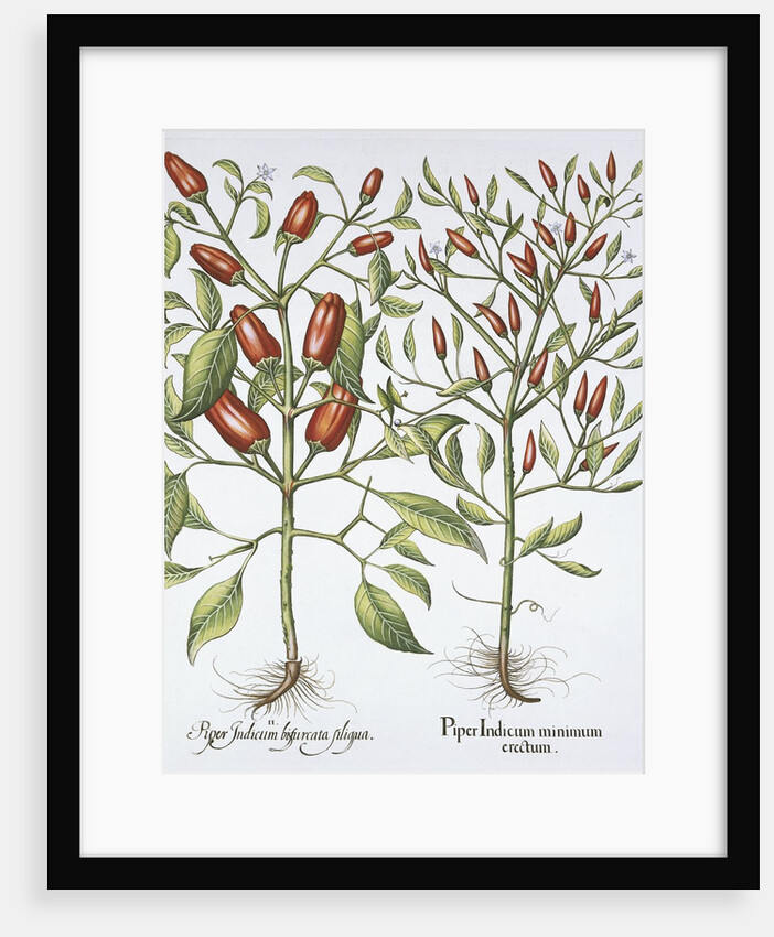 Piper Indicum by Basil Besler