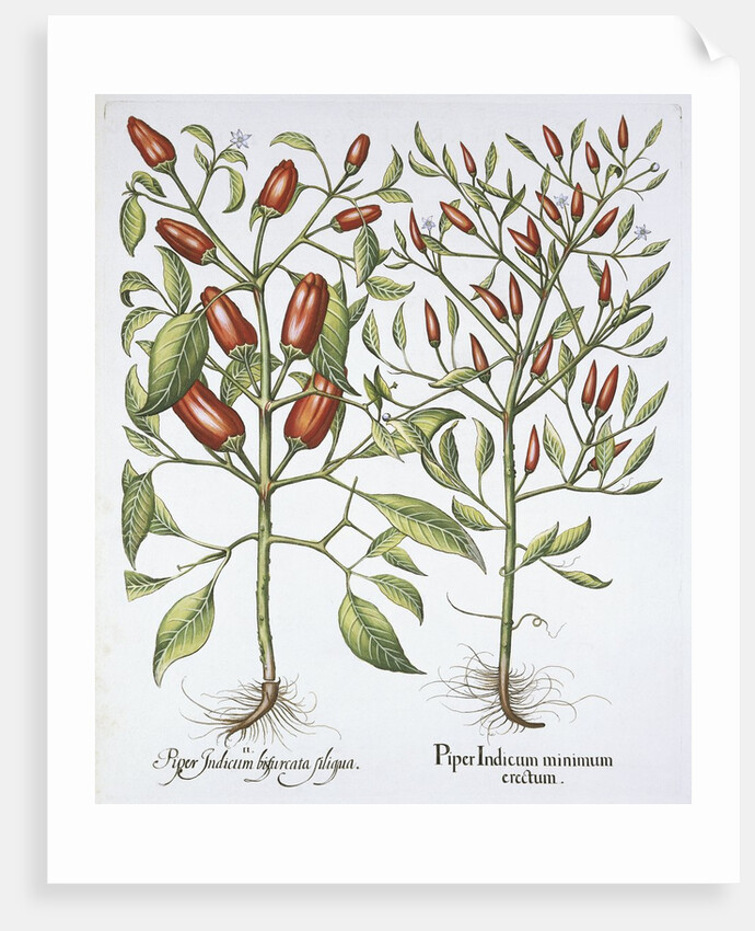 Piper Indicum by Basil Besler