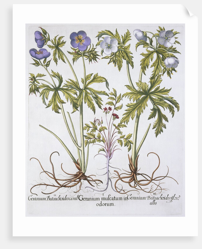 Geranium Muscatum by Basil Besler