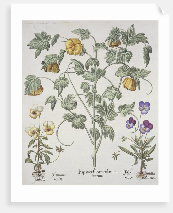 Papaver Corniculatum by Basil Besler