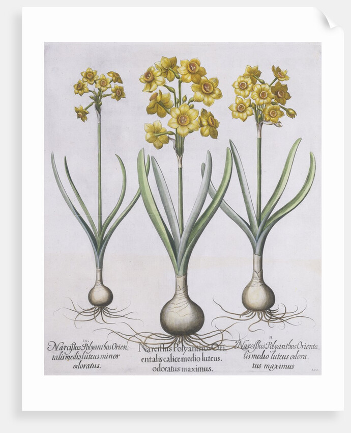 Narcissis Polyanthus by Basil Besler