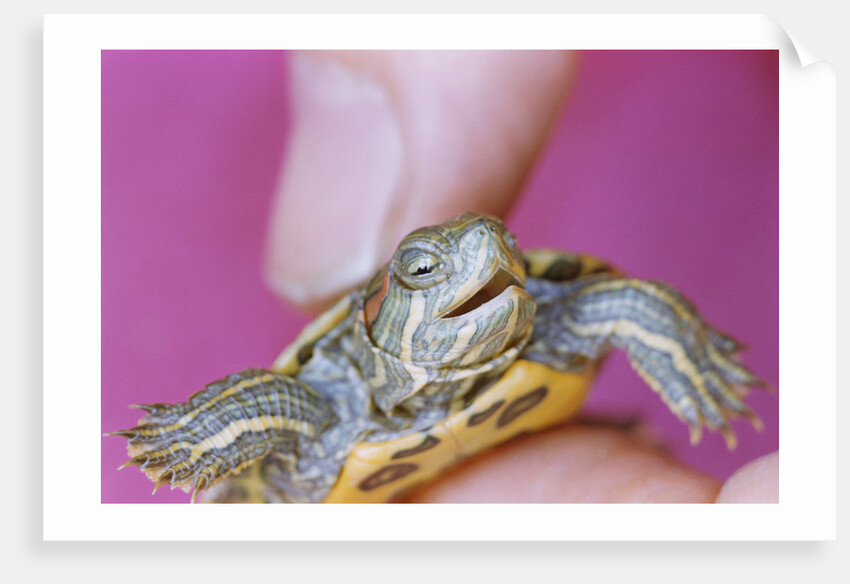 Small Turtle by Anonymous