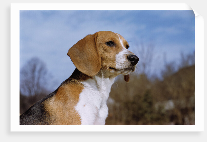 Young Beagle by Anonymous