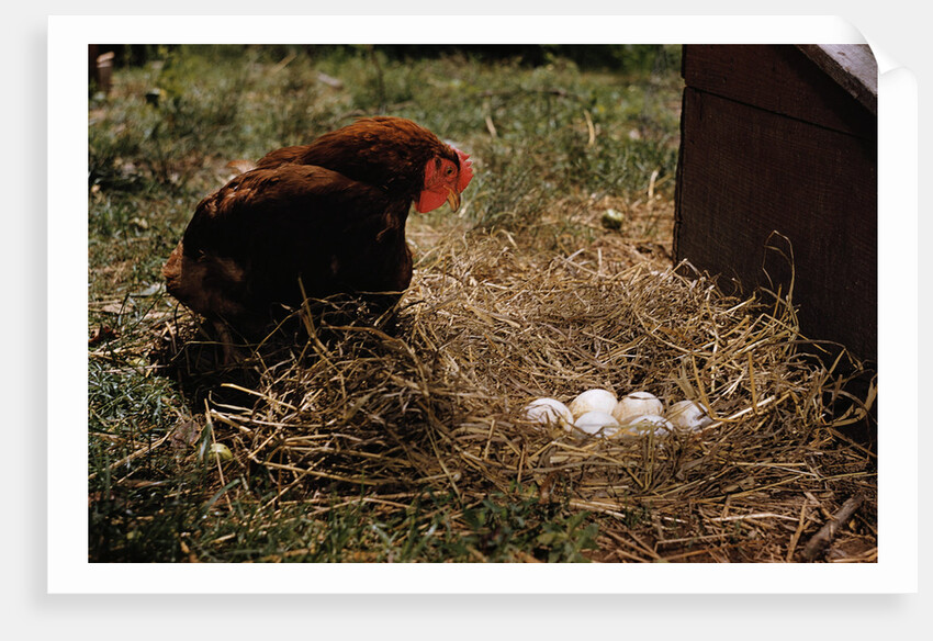 Chicken Looking at Nest of Eggs by Anonymous