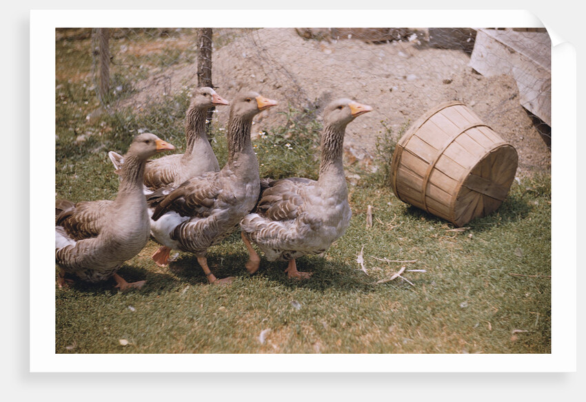 Flock of Geese on a Farm by Anonymous