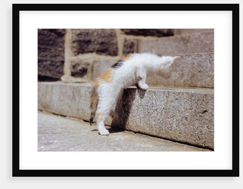 Kitten Climbing Stairs by Anonymous