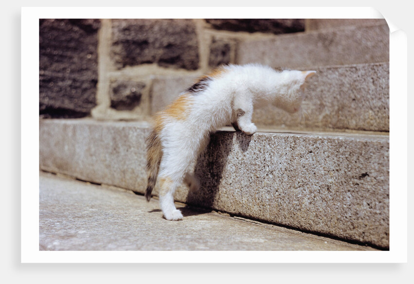 Kitten Climbing Stairs by Anonymous
