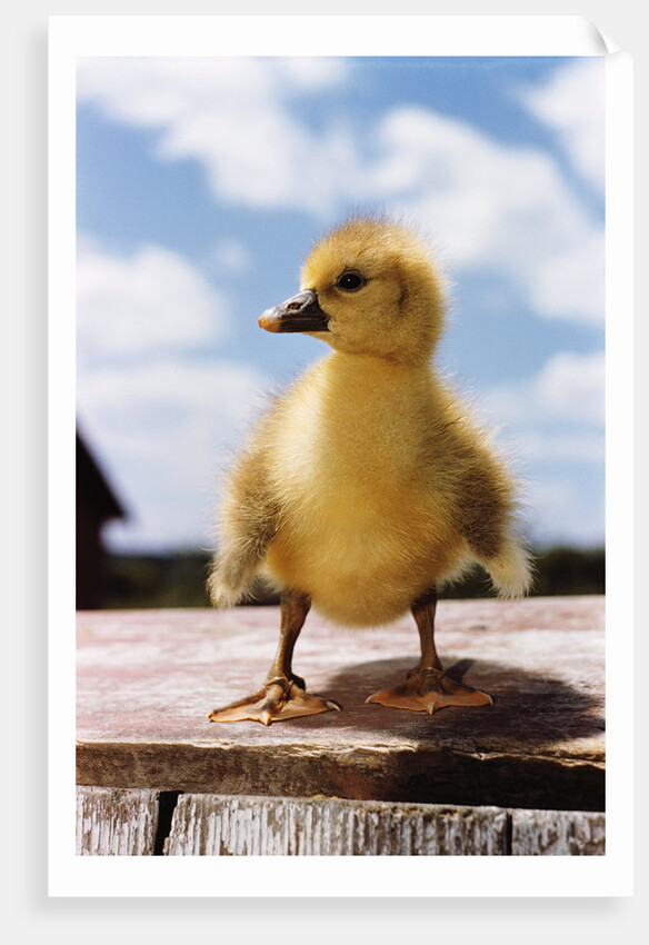 Fuzzy Duckling by Anonymous