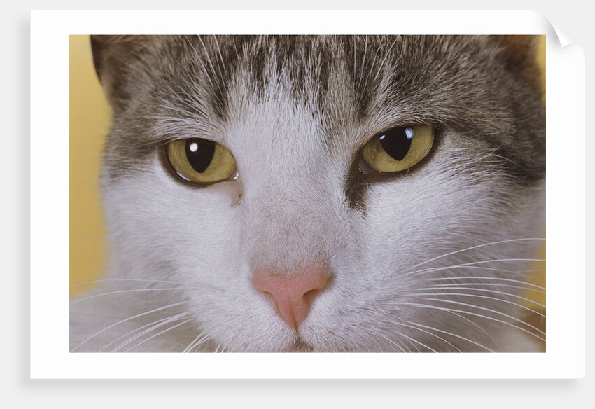 Face of a Cat by Anonymous