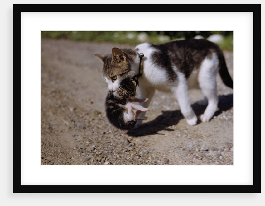 Cat Carrying a Kitten by Anonymous