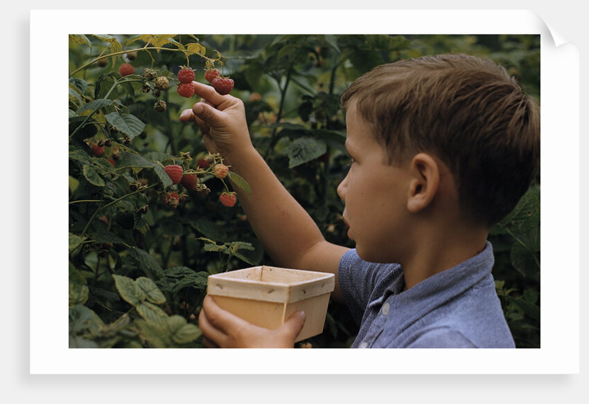 Boy Picking Raspberries by Anonymous