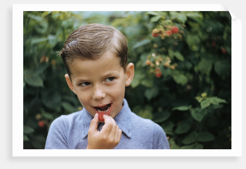 Boy Eating a Raspberry by Anonymous