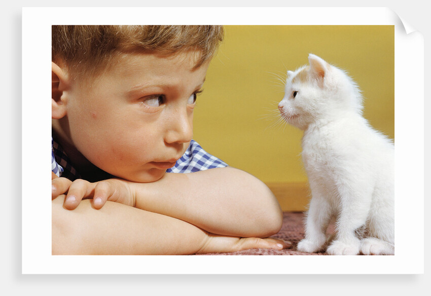 Boy Looking at White Kitten by Anonymous
