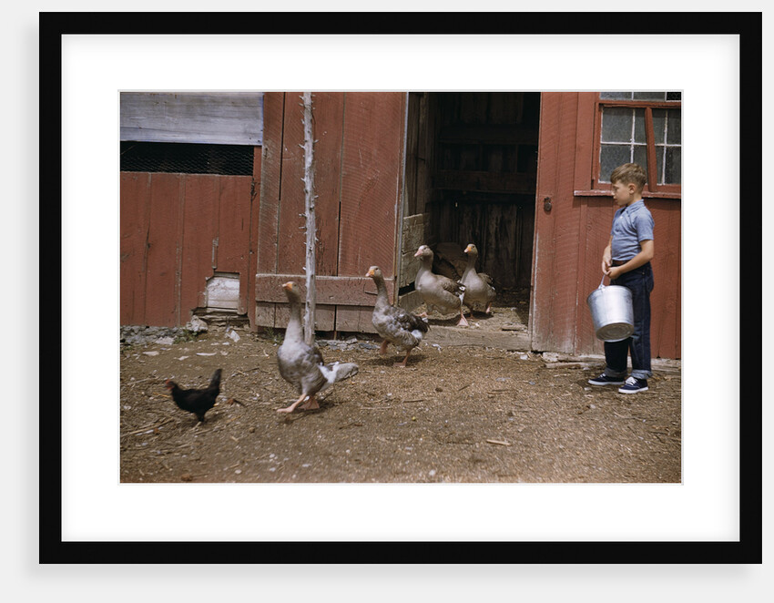Boy Watching Geese Leave Barn by Anonymous