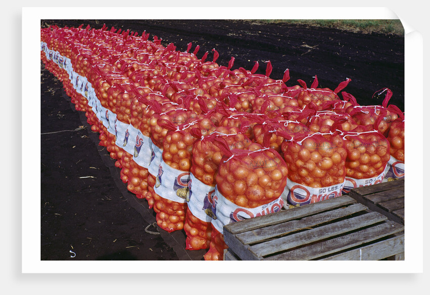 Onion Sacks on Field by Anonymous