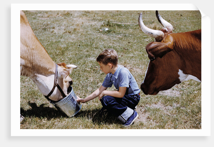 Boy Feeding Cows by Anonymous