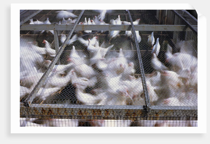 Crates of Chickens by Anonymous