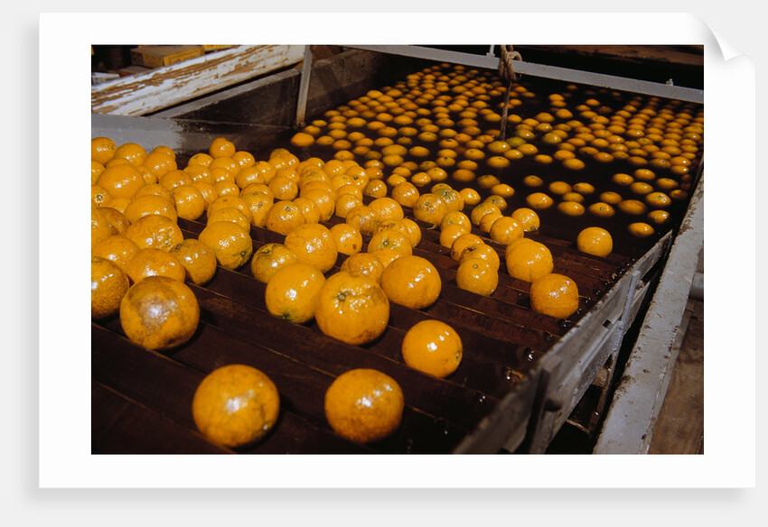 Oranges on Conveyor by Anonymous