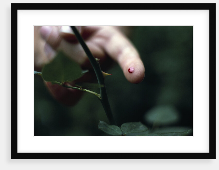 Finger Pricked by Thorn by Anonymous