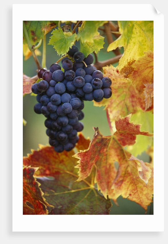Grapes on a Vine by Anonymous