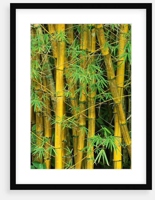 Bamboo Plants by Anonymous