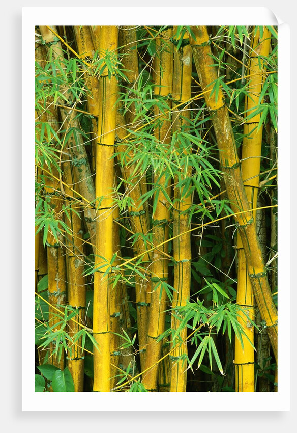 Bamboo Plants by Anonymous